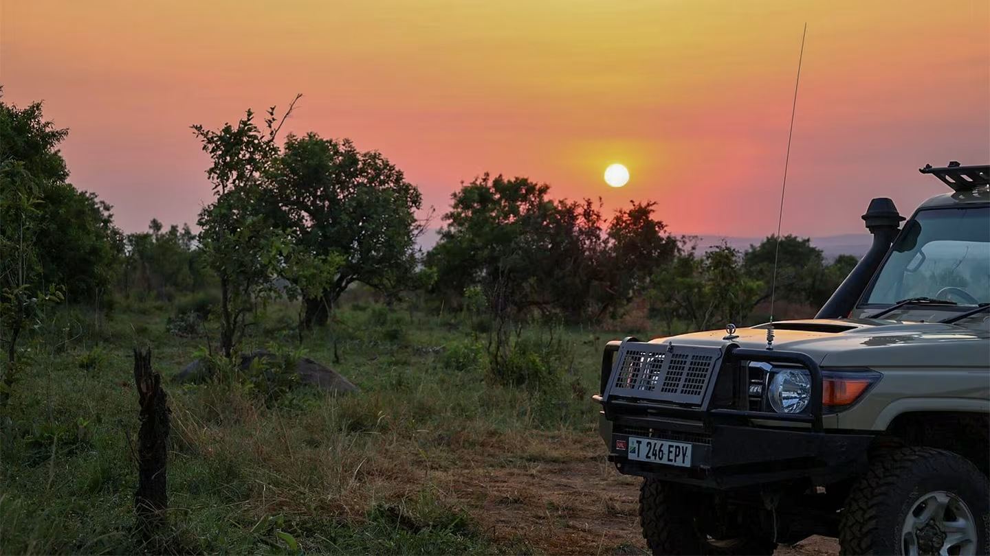 A game-drive vehicle stopped beside the herds