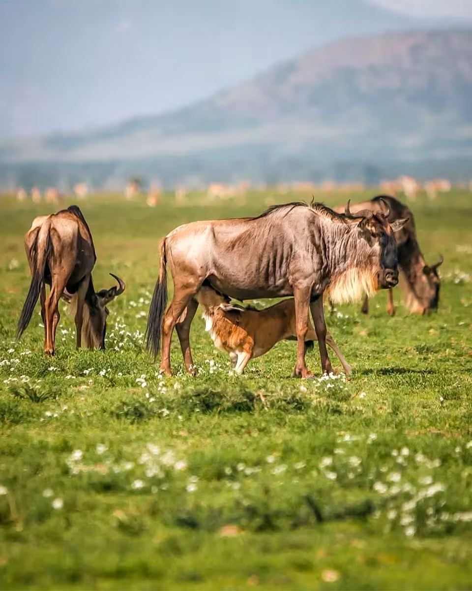 Wildebeest and newborn calves on the short-grass plains of Ndutu